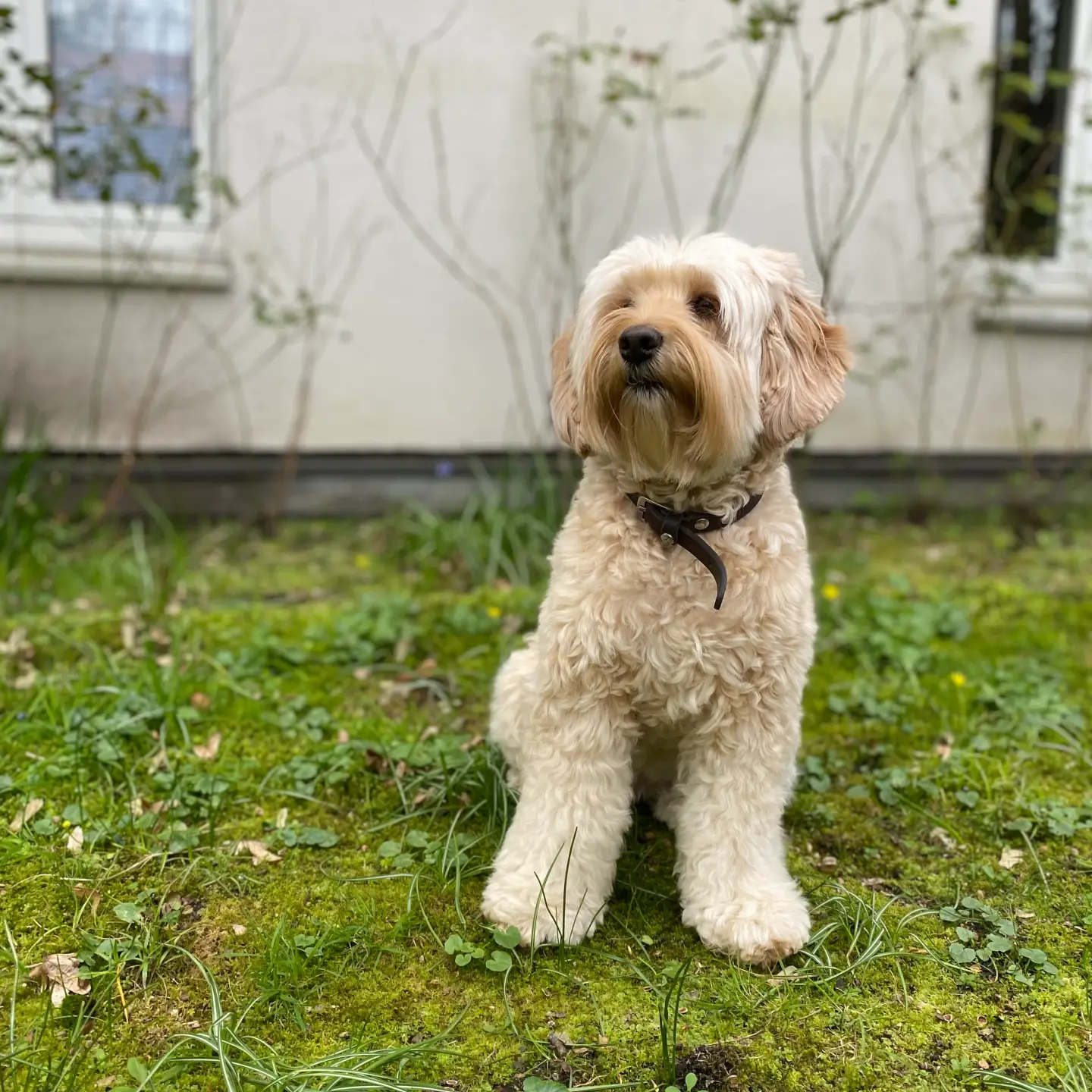 hundesalon_hamburg-labradoodle